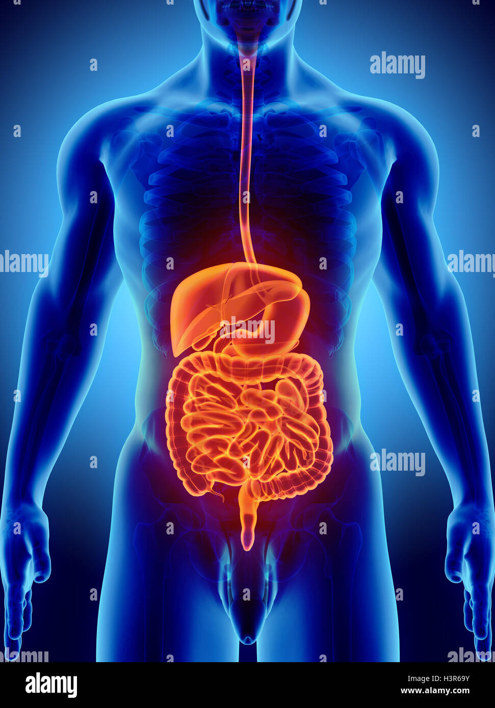 3D maschio umano x-ray sistema digestivo, concetto medico, 3d'illustrazione. Foto Stock