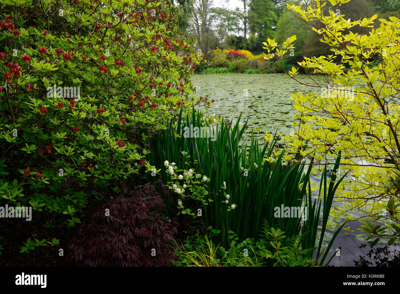 Bacche skimmia fiore fiorite intorno al lago di stagno lakeside molla pondside altamont gardens carlow floreale RM Foto Stock