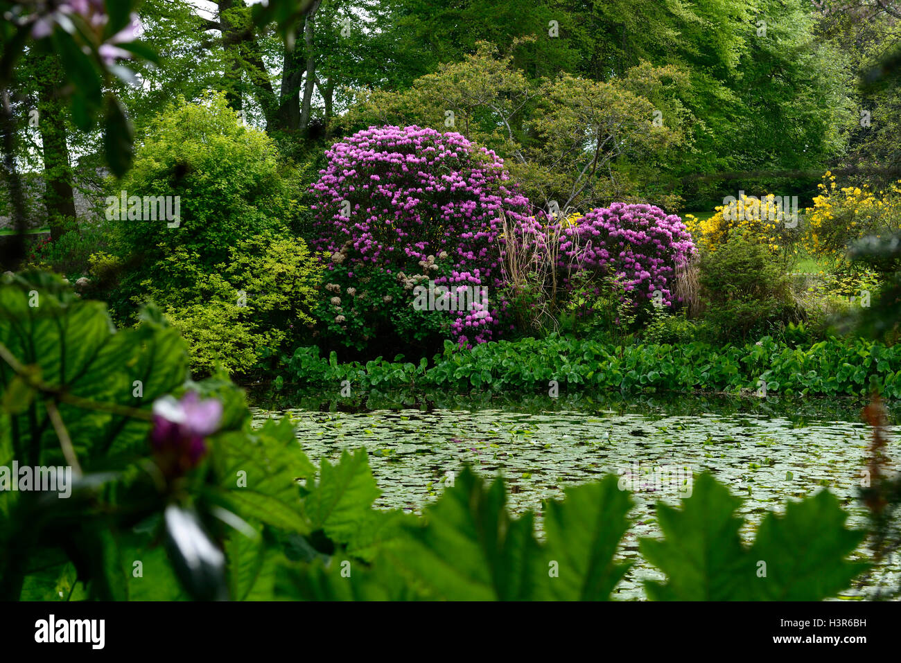 Rododendri fioritura fiore intorno al lago di stagno lakeside molla pondside altamont gardens carlow floreale RM Foto Stock