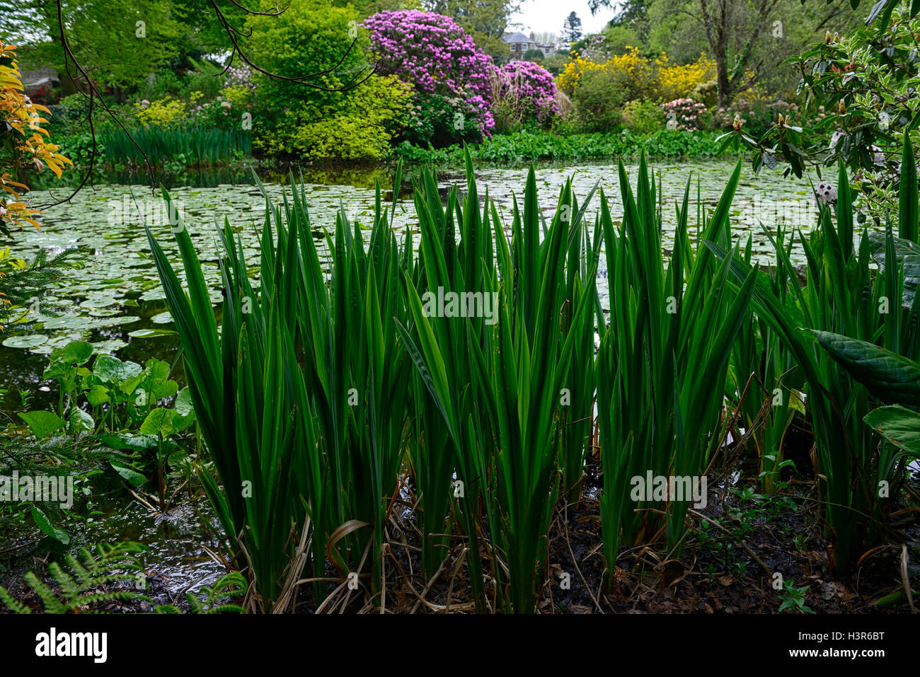 Rododendri fioritura fiore intorno al lago di stagno lakeside molla pondside altamont gardens carlow floreale RM Foto Stock