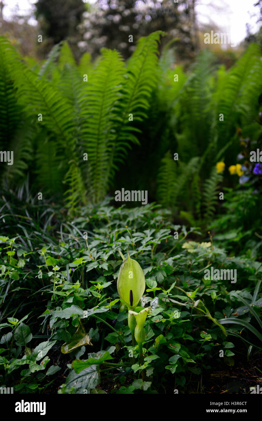 Arum Lily Matteuccia struthiopteris felce struzzo fiddlehead ferns Felce penna di bacche rosse in legno tinta di bosco ombreggiato ombreggiato Foto Stock