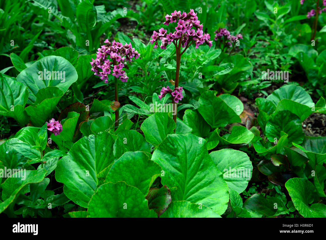 Bergenia bressingham ruby Pigsqueak evergreen foglie rosso porpora fiore fiori fioritura floreale RM Foto Stock