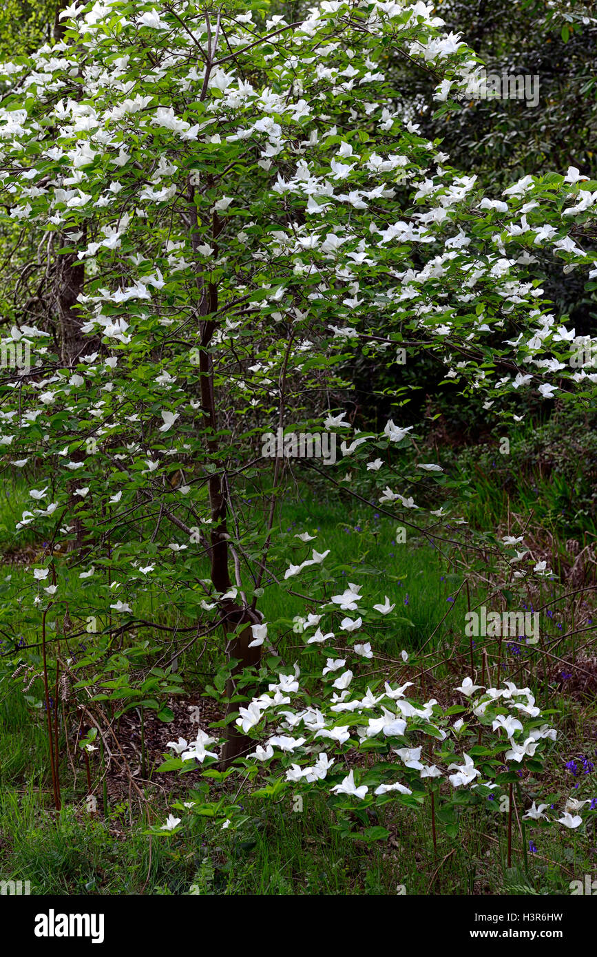 Cornus vortici meraviglia bianco agm messa a fuoco selettiva di piante molla ritratti bianco fiori pallido closeup Arbusti decidui sanguinello Foto Stock