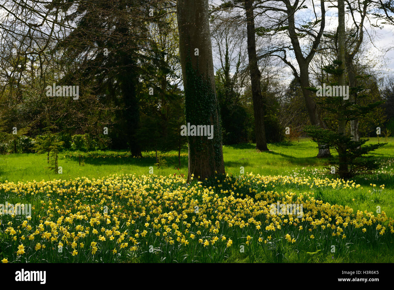 Giallo, daffodil, narcisi, tappeti, fiori, fioritura, fiore, molla, prato, letto, underplanting, underplanted, conifere, RM floreale, Foto Stock