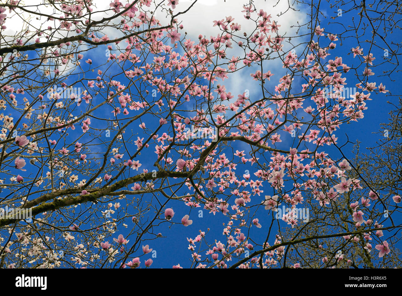 Magnolia campbellii fiori rosa alberi fioriti albero canopy tettoie Mount Giardini Congreve Waterford Irlanda floreale RM Foto Stock