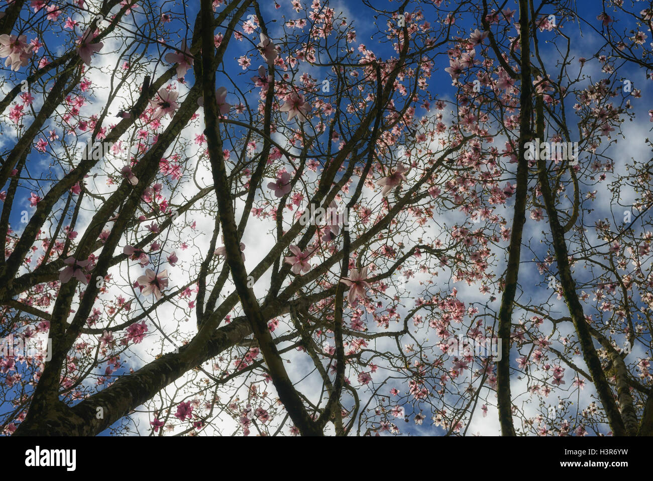 Magnolia campbellii fiori rosa alberi fioriti albero canopy tettoie Mount Giardini Congreve Waterford Irlanda floreale RM Foto Stock