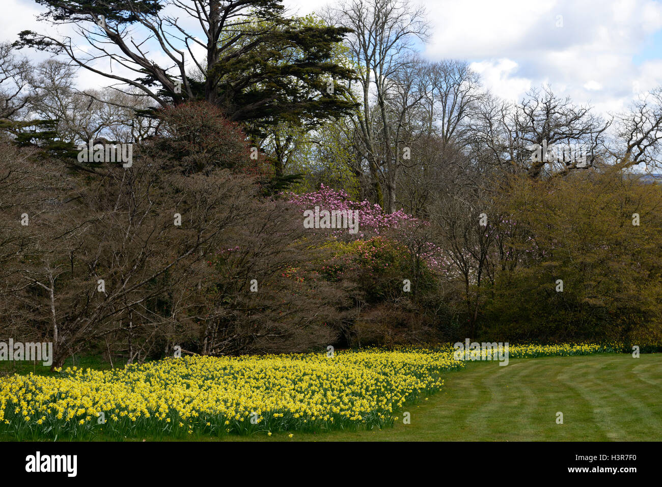 Display a molla narcisi albero di magnolia alberi fiore fiori fioritura Mount Giardini Congreve Waterford Irlanda floreale RM Foto Stock