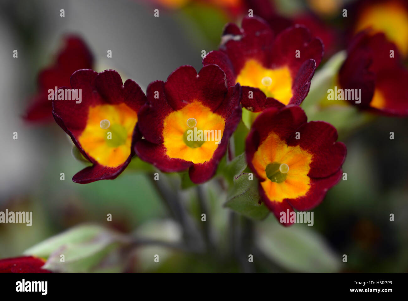 Primula veris arancio e giallo primrose primule fiore fiori fioritura molla bicolor bi colore floreale RM Foto Stock