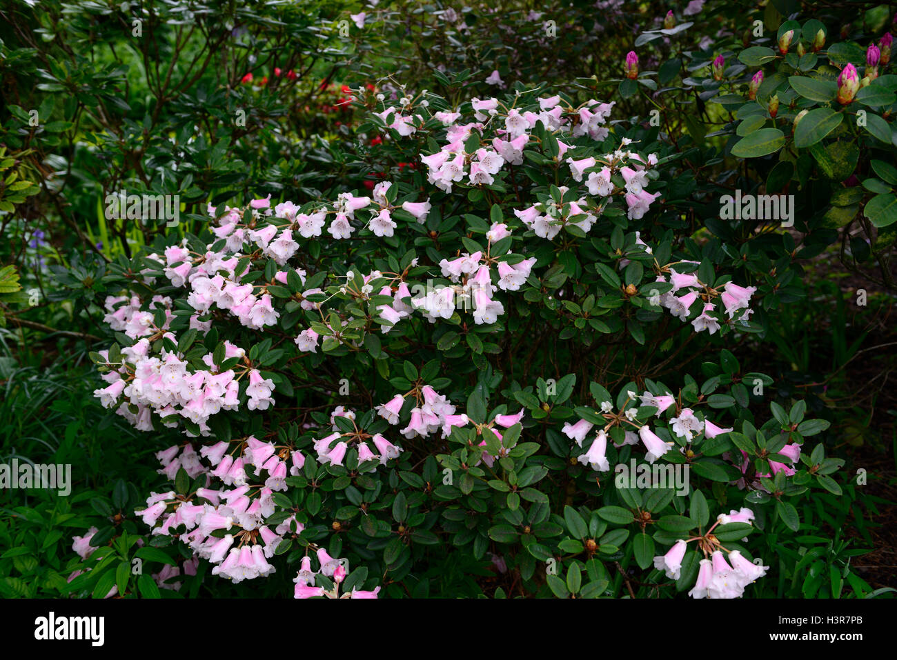 Rhododendron fiori rosa ad arbusto a fioritura Altamont Gardens Carlow floreale RM Foto Stock