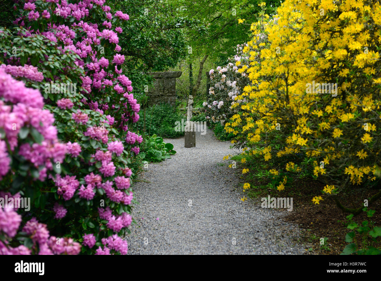 Rhododendron rosa gialla alberi ad albero arbusti fiori arbusto a fioritura Altamont Gardens Carlow floreale RM Foto Stock