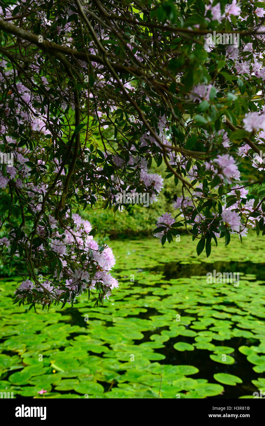 Rhododendron triflorum rosa lilla tree alberi arbusti fiori arbusto a fioritura Altamont Gardens Carlow floreale RM Foto Stock