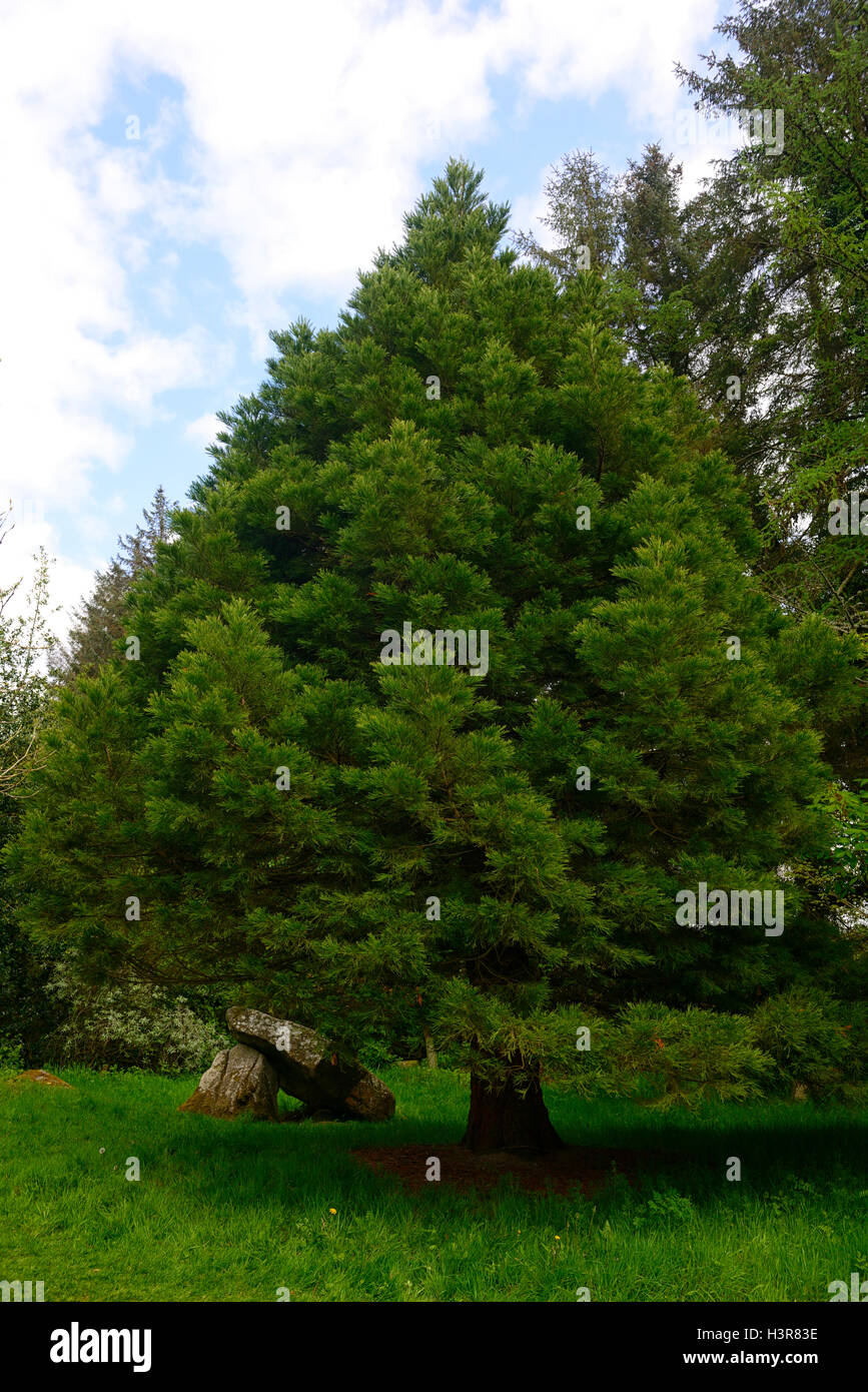 Sequoiadendron giganteum wellingtonia dolmen giardino arte di installazione Altamont gardens carlow Irlanda floreale RM Foto Stock