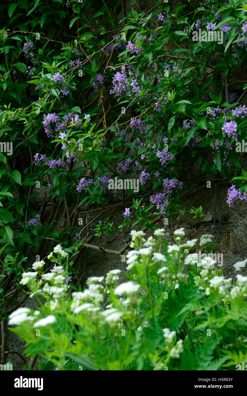 Solanum crispum Glasnevin scrambling grandi semi-evergreen arbusto di arrampicata climber scrambler copertura che ricopre la parete floreale RM Foto Stock