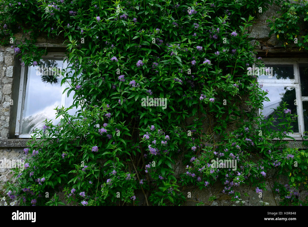 Solanum crispum Glasnevin scrambling grandi semi-evergreen arbusto di arrampicata climber scrambler copertura che ricopre la parete floreale RM Foto Stock