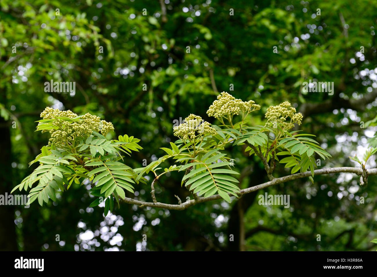 Sorbus ghose giallo verde fiori bacche Monte Ceneri di cenere rowan tree alberi ornamentali floreali RM Foto Stock