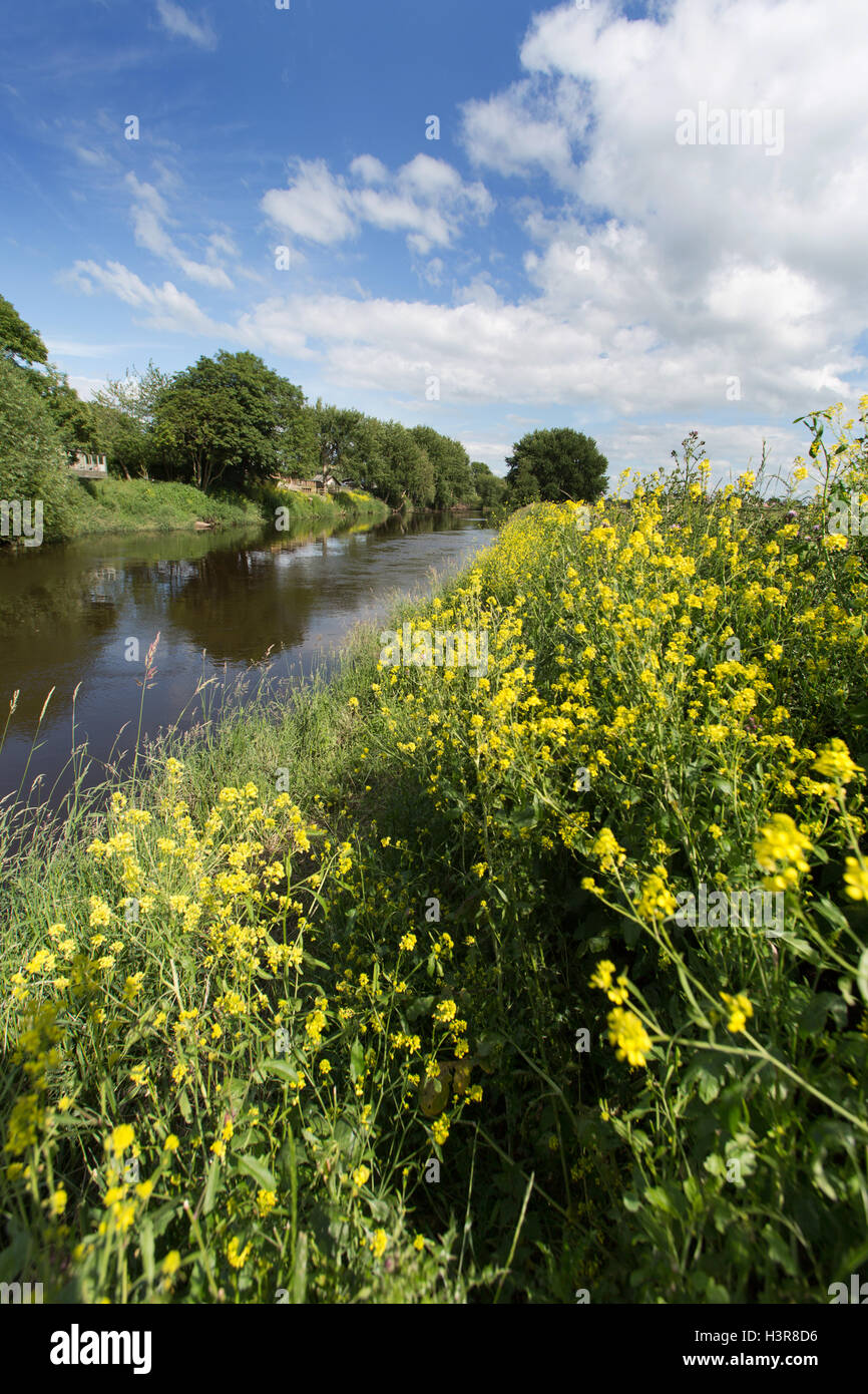 Fiume Dee, Cheshire, Inghilterra. Estate pittoresca vista del fiume Dee al confine tra Galles e Inghilterra. Foto Stock