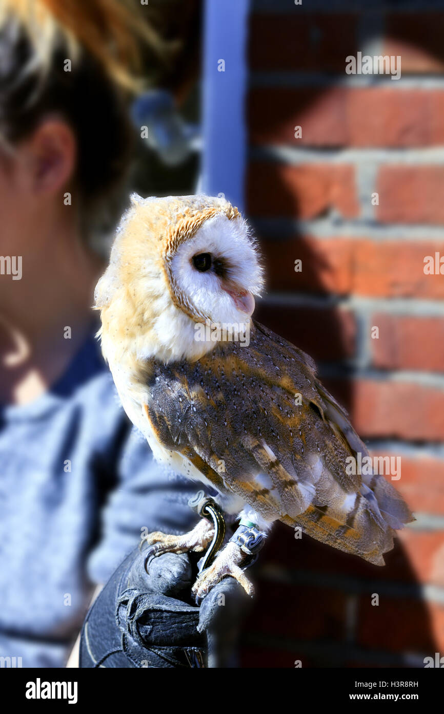 Barbagianni sul guanto Foto Stock