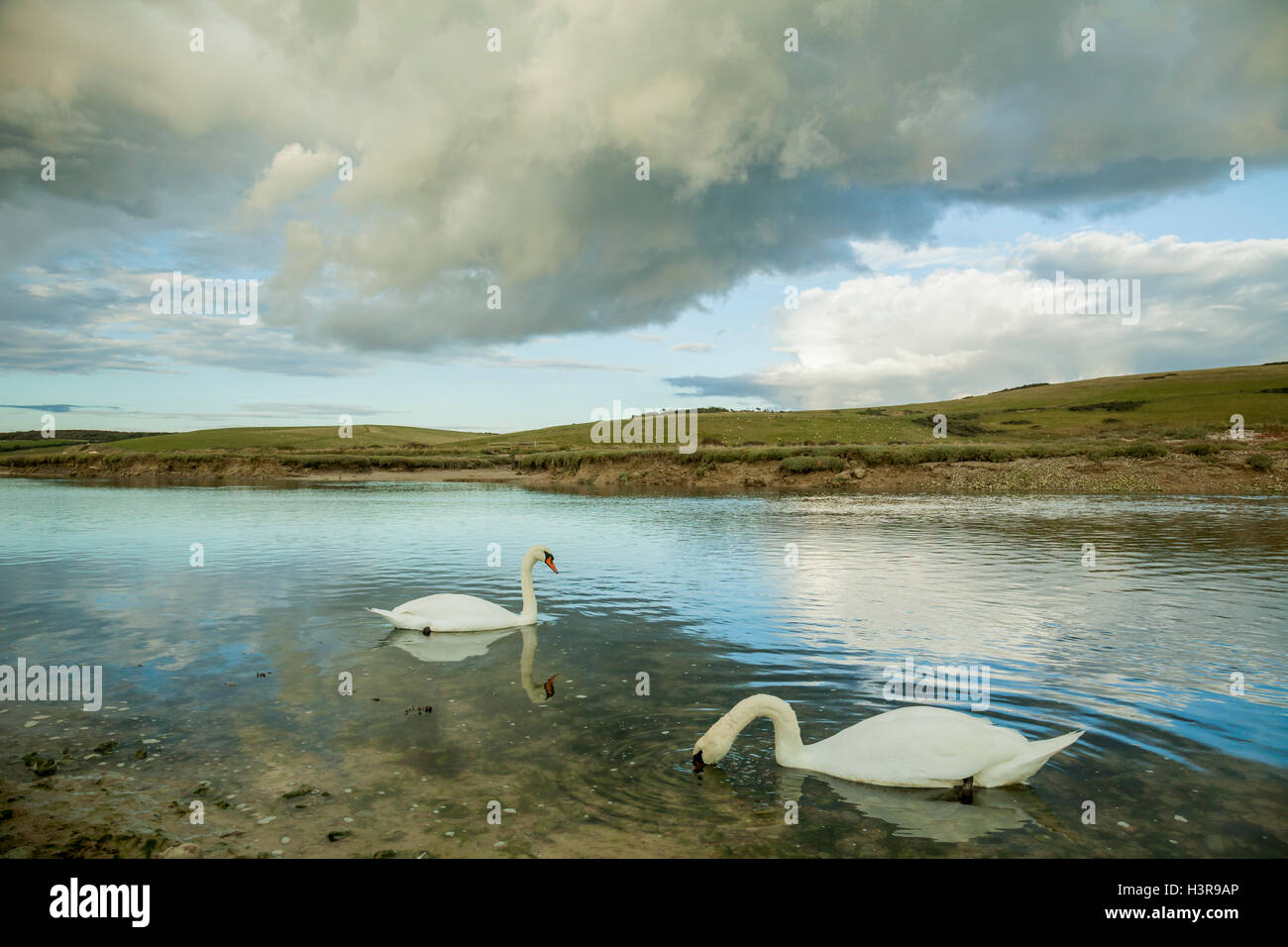 Cigni a Cuckmere Haven, East Sussex, Inghilterra. South Downs National Park. Foto Stock