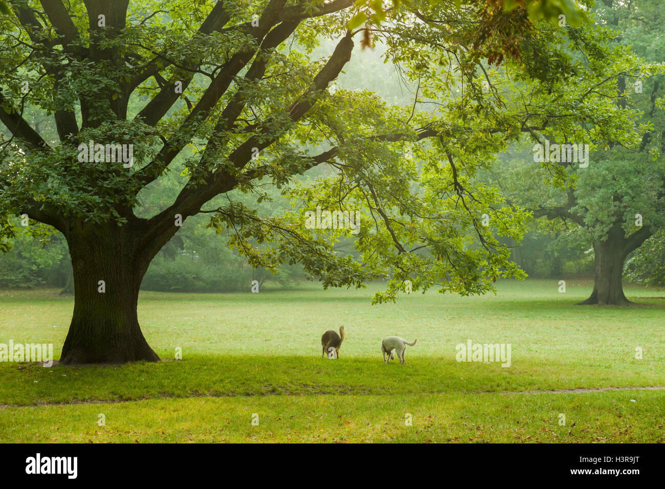 In autunno la mattina in Poludniowy Park (parco Sud) a Wroclaw, Bassa Slesia, Polonia. Foto Stock