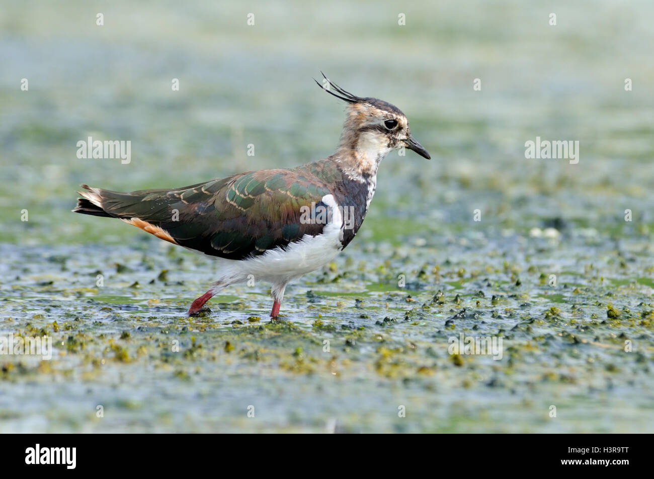 Camminare Pavoncella (Vanellus vanellus) al lago Manych. Kalmykia, Russia Foto Stock