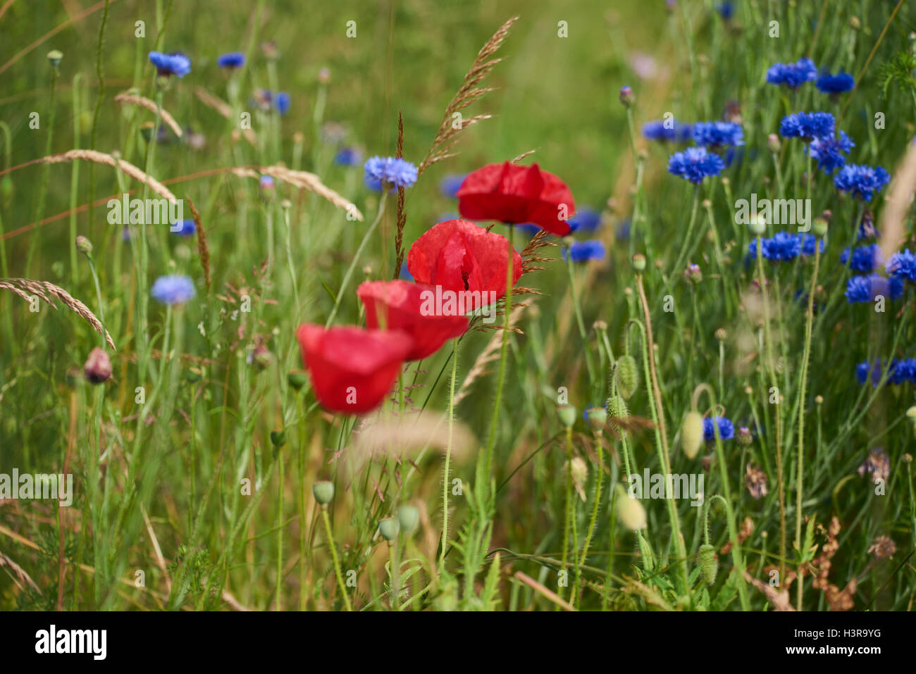 Campi selvatici Foto Stock