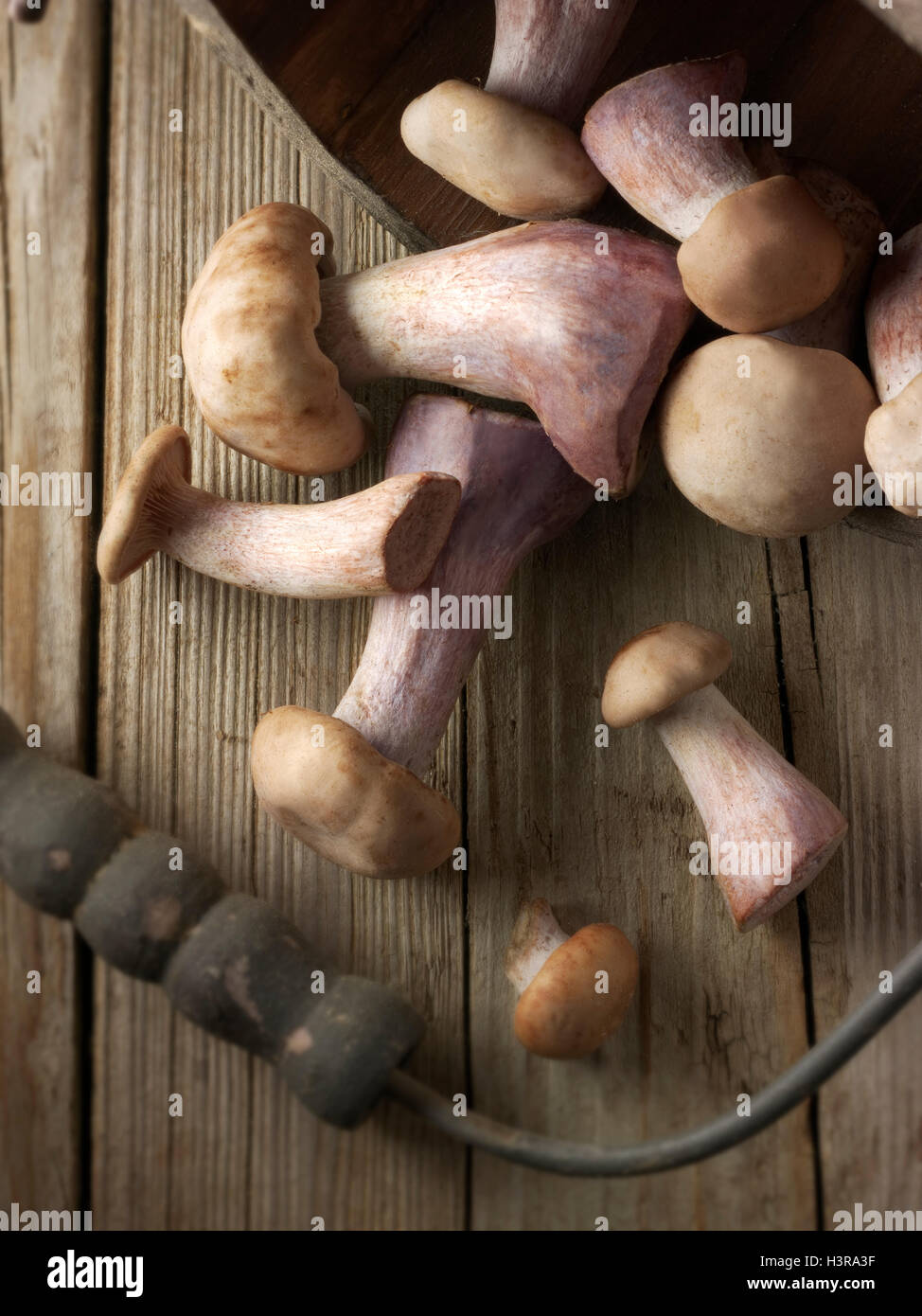 Freschi raccolti organici wiild Pied Bleu di funghi (Clitocybe nuda), blewitt o blu funghi del piede Foto Stock