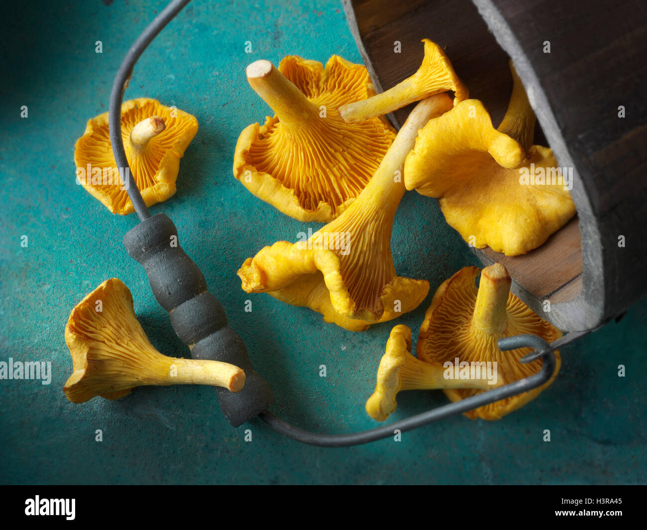 Raccolti freschi selvatici chanterelle organico o girolle funghi (Cantharellus cibarius) Foto Stock