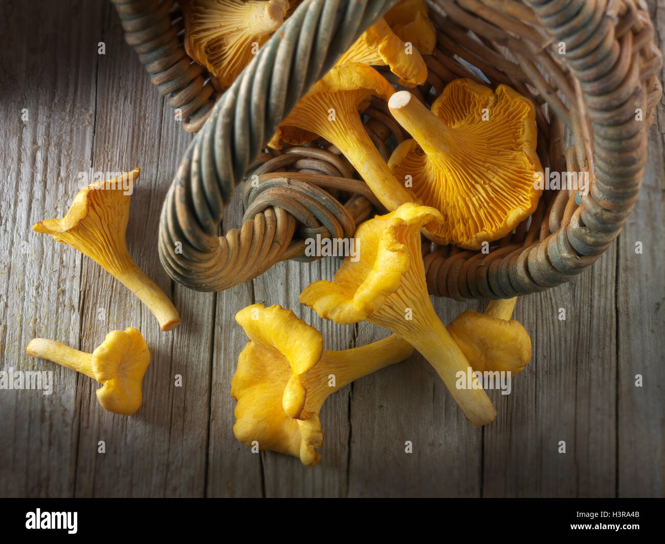 Raccolti freschi selvatici chanterelle organico o girolle funghi (Cantharellus cibarius) Foto Stock