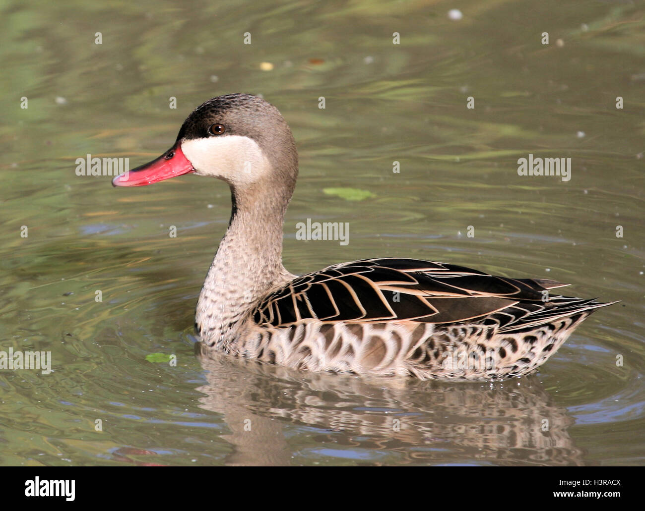 Rosso-fatturati Teal a WWT Slimbridge in ottobre 2016. Foto Stock