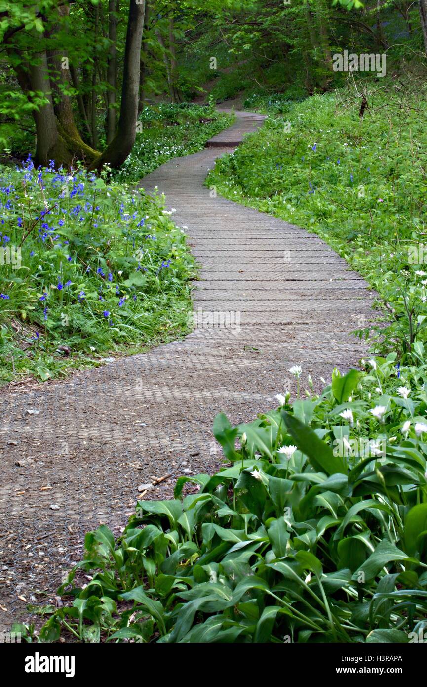 Il Boardwalk sentiero si snoda e bluebells ramsons sulle rive del fiume Nidd. Foto Stock