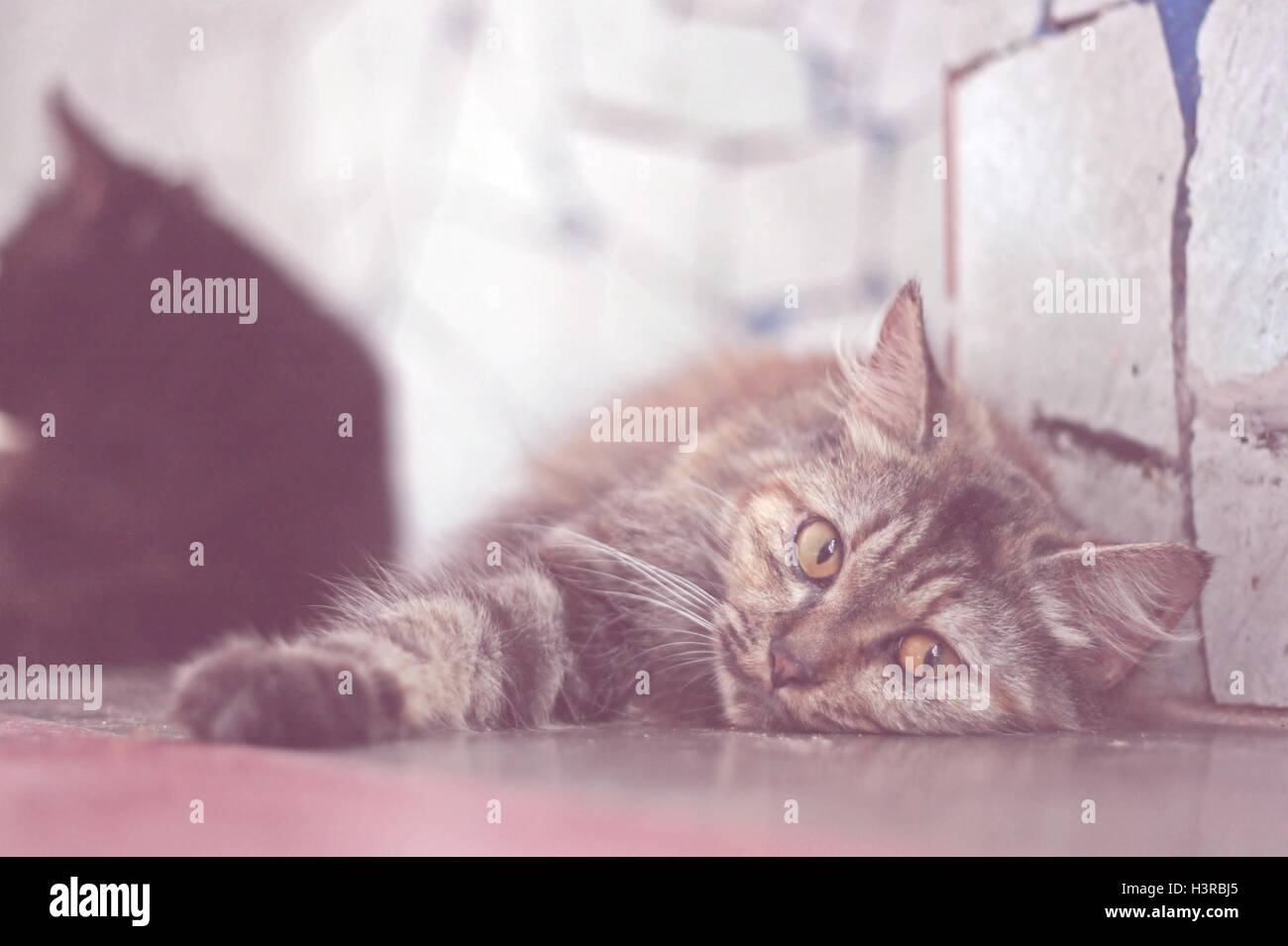 Soffice gatto da tabby a pelo lungo con occhi color ambra che riposano all'interno in una luce naturale soffusa, un concetto di stile di vita domestico accogliente. Foto Stock