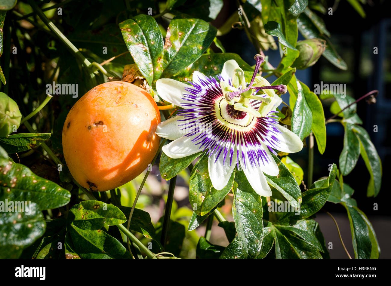 Il frutto della passione e il fiore di una pianta rampicante Foto Stock