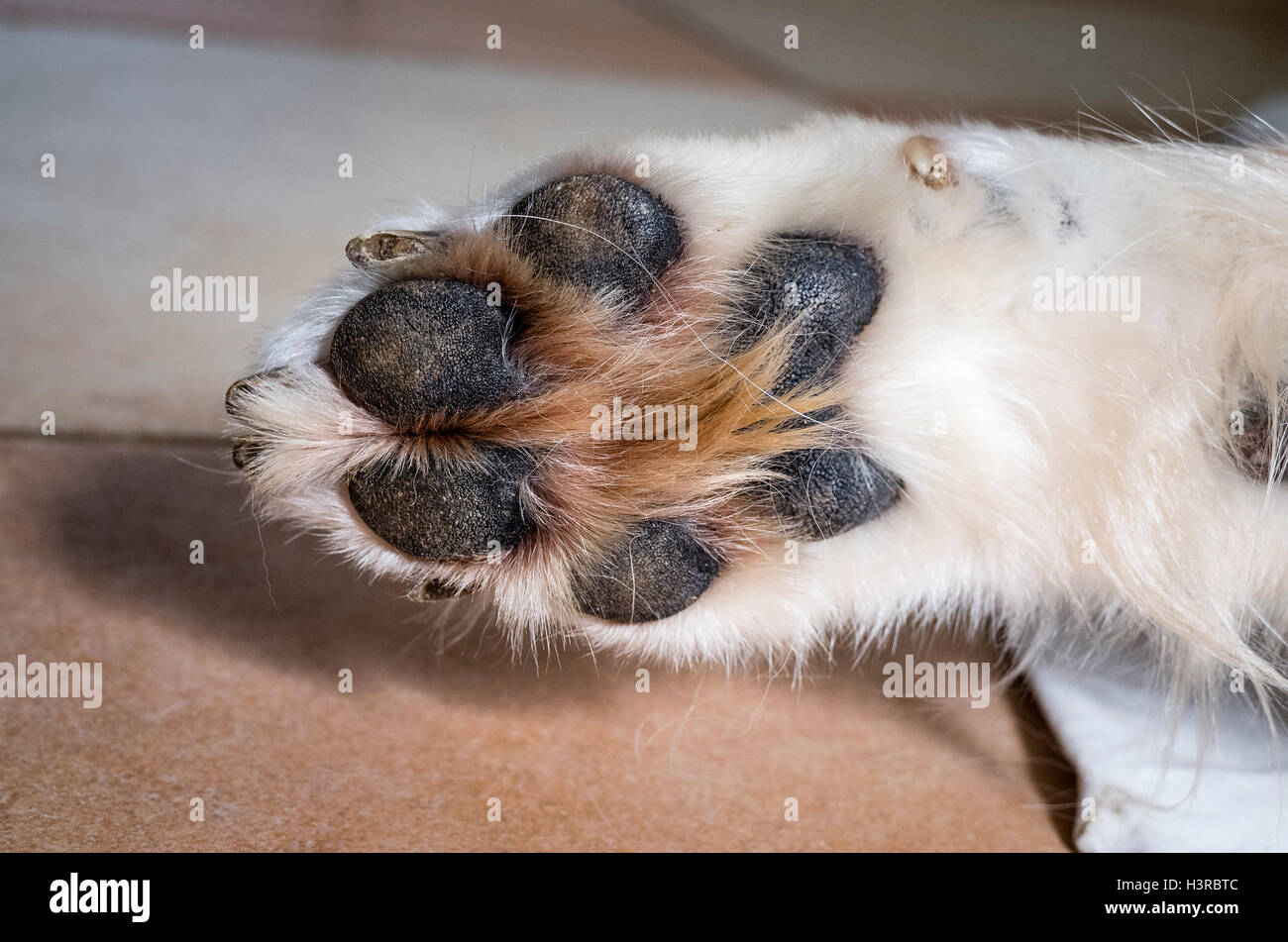 Al di sotto di un cane della zampa anteriore che mostra le dita dei piedi e pastiglie Foto Stock