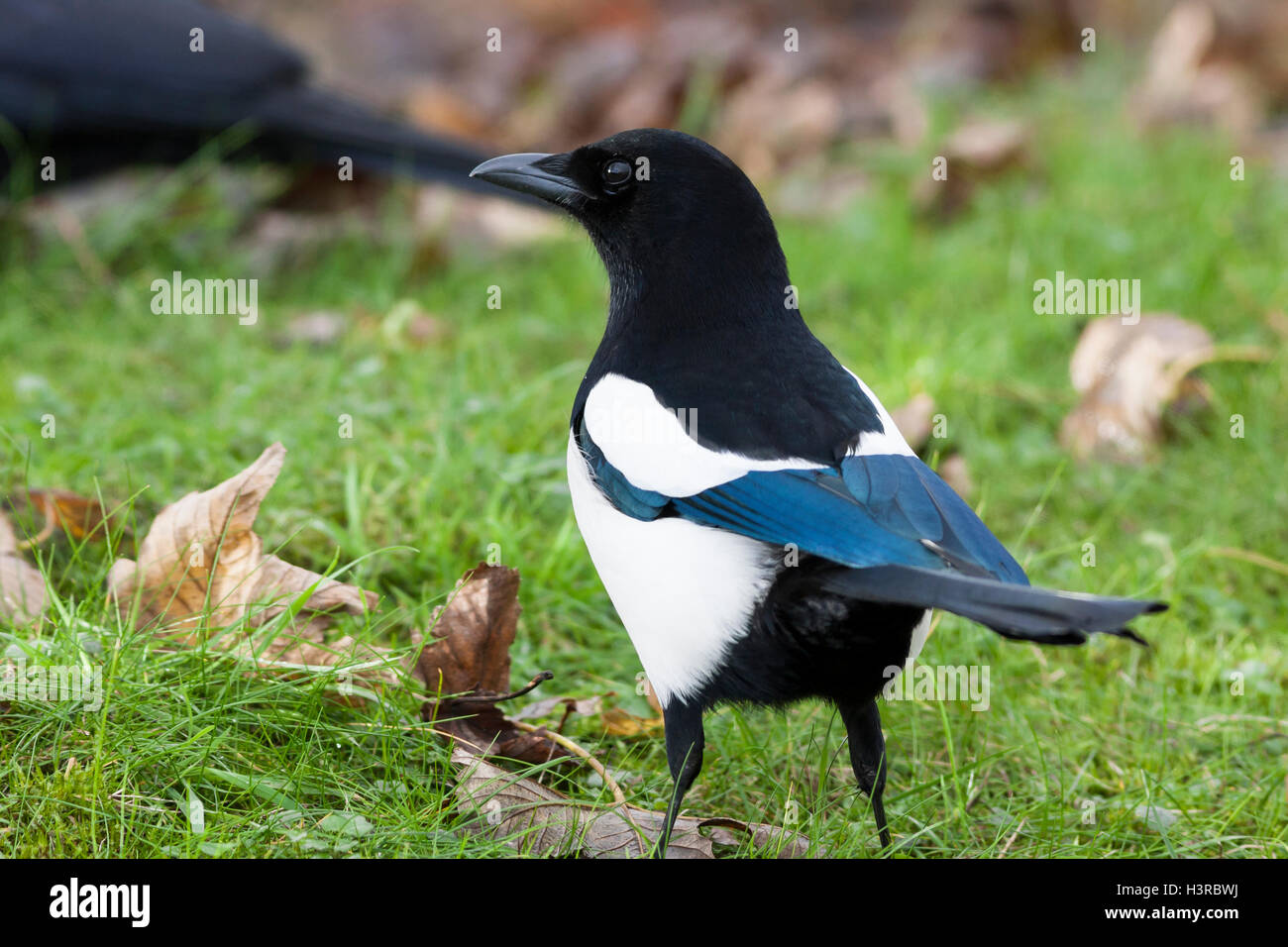 Gazza Pica pica Foto Stock