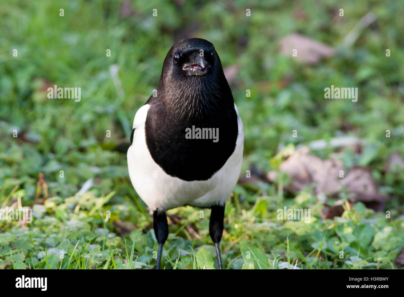 Gazza Pica pica Foto Stock