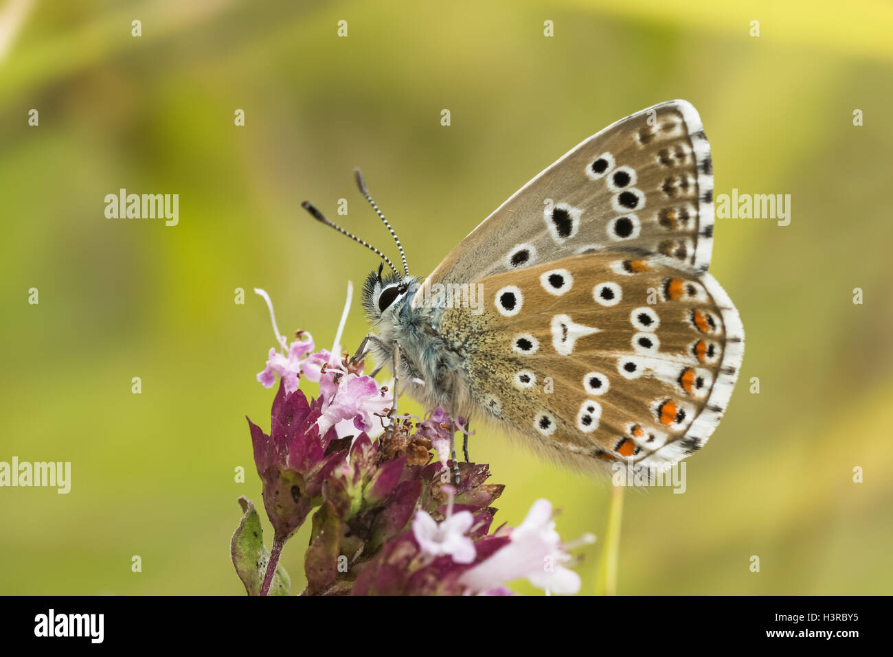 Adone maschio Blue Butterfly (Polyommatus / Lysandra bellargus) su maggiorana Foto Stock