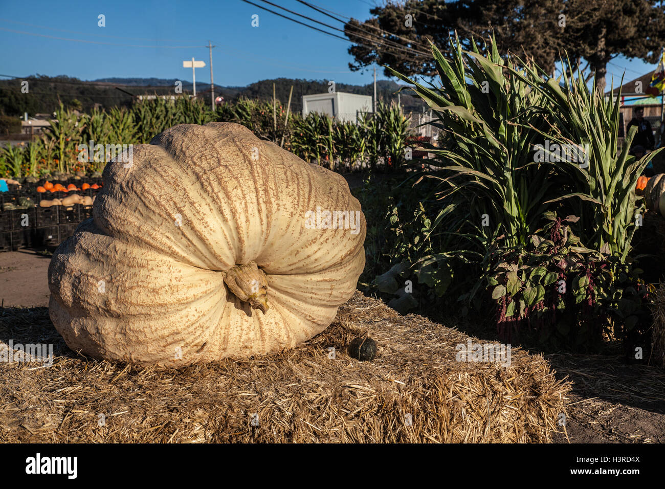 La zucca gigante a un mercato di Halloween in Half Moon Bay, California Foto Stock
