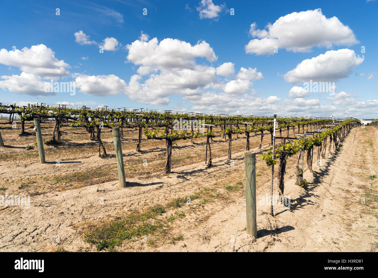 Guardando verso il basso una riga alla vineria locale i vitigni Foto Stock