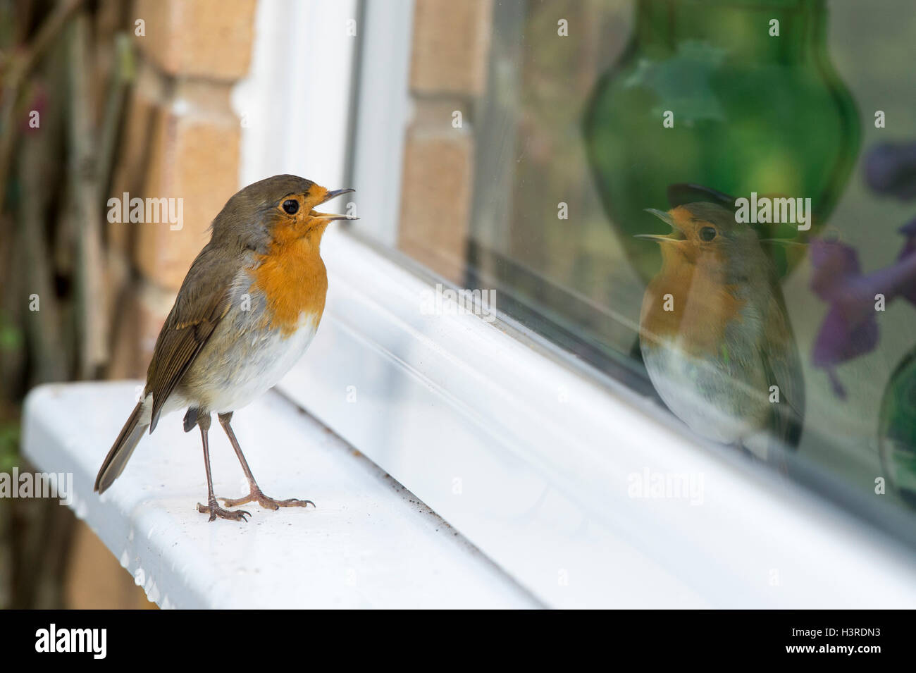 Erithacus Rubecula. Robin in piedi su un davanzale di canto, guardando la sua riflessione. Regno Unito Foto Stock