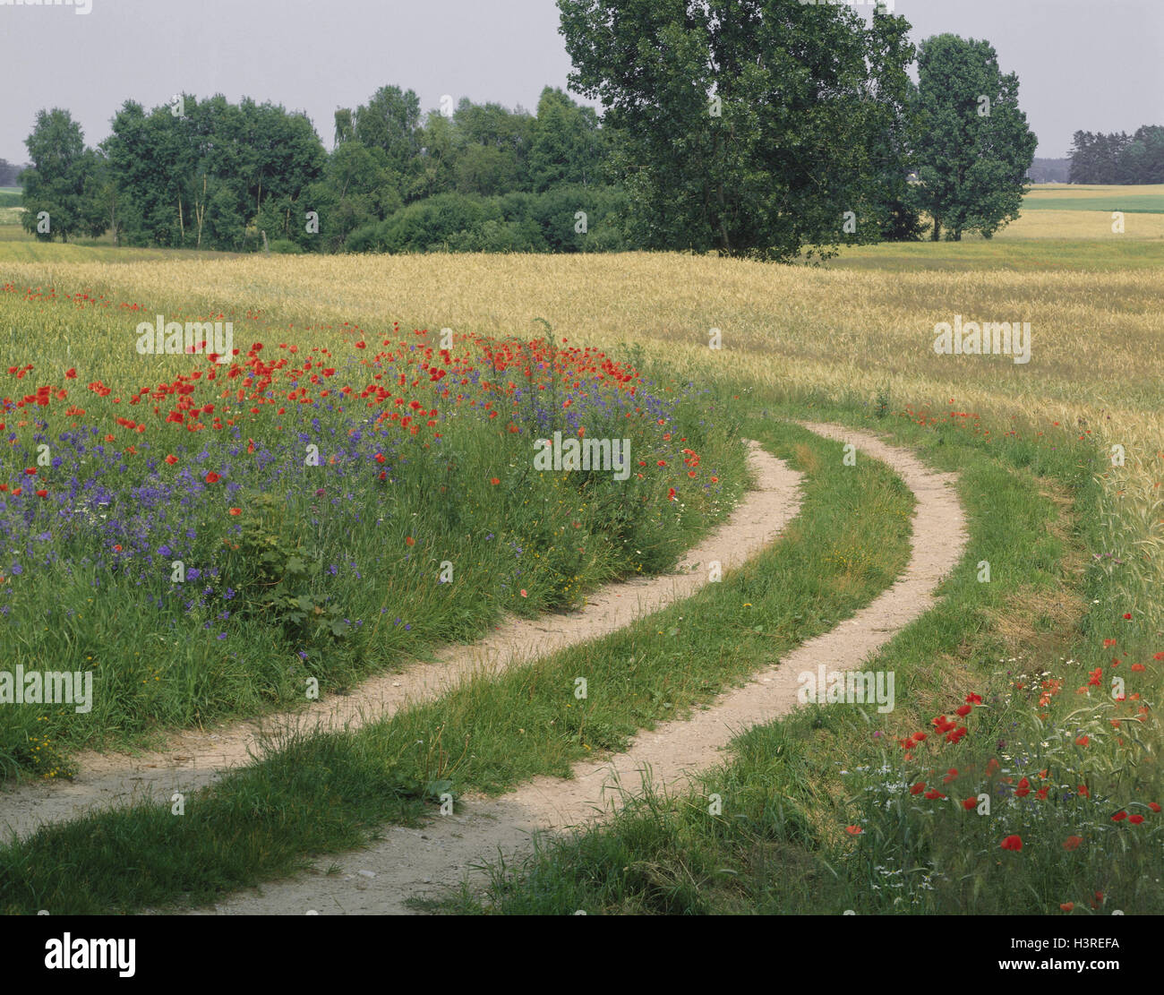 Vicolo del paese, flower meadow, estate, modo, prato, fiori, campo Foto Stock