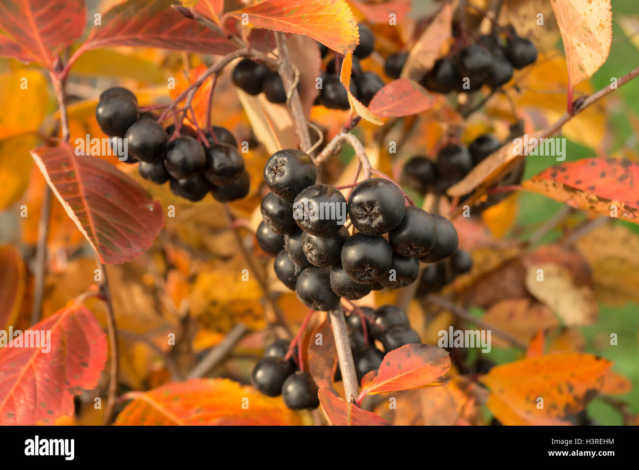 Frutti maturi di rowanberry nero su sfondo foglio di autunno Foto Stock