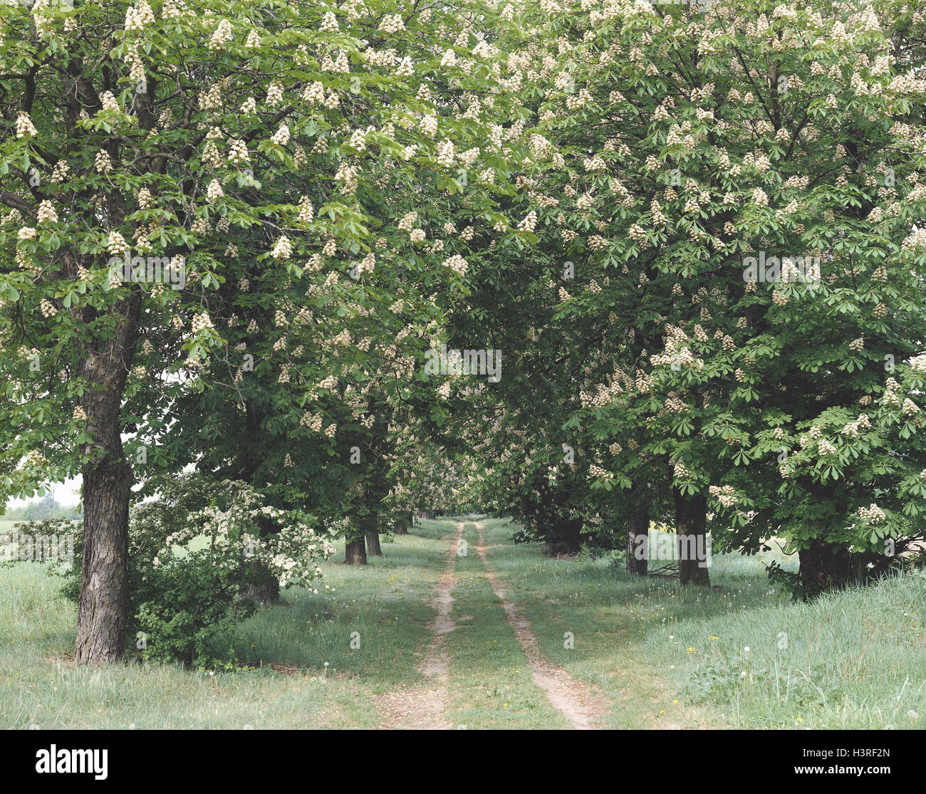 Avenue, castagni, blossom, paese lane, modo, famiglia di faggio, alberi, boschi di latifoglie, fiorisce, molla Foto Stock