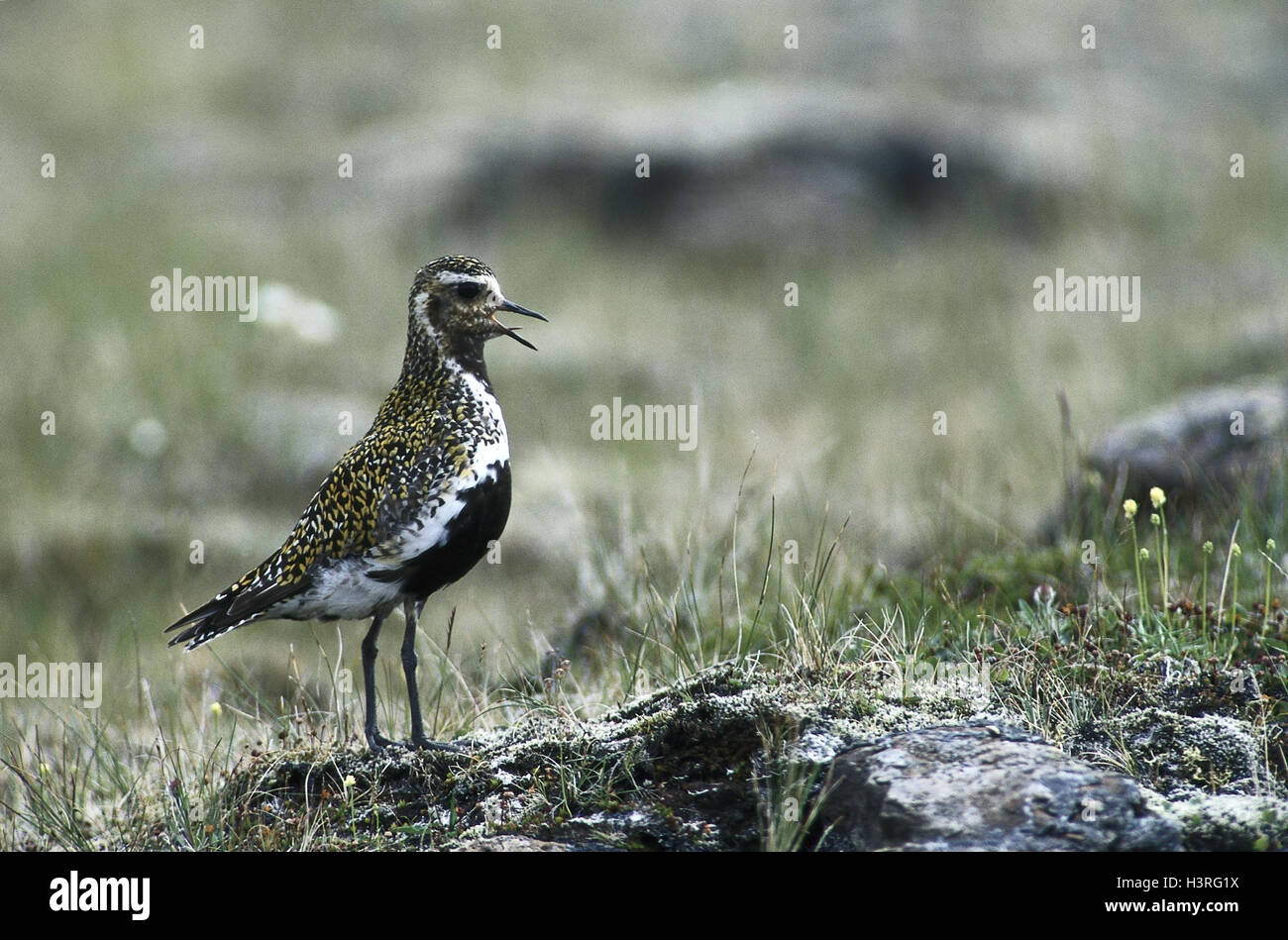 Il maggiociondolo piper, Pluvialis apricaria, animali, animale e gli animali selvatici, animale selvatico, uccelli, uccelli, Watvögel, uccelli gabbiano, pioggia pipers, animale vive Foto Stock