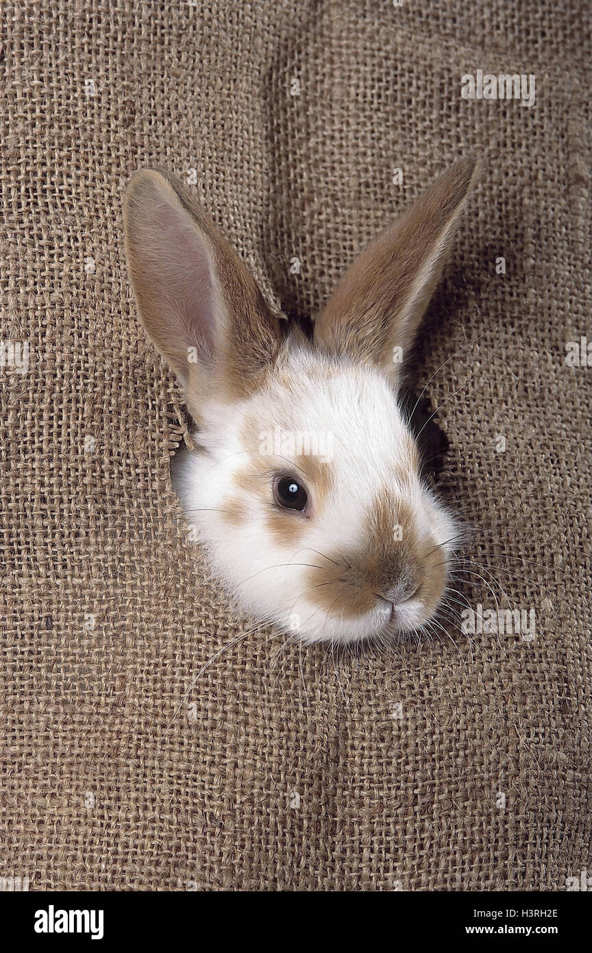 Custodia di patate, il foro, lepre della custodia di testa, sostanza, slot, lepre, testa, guardare attraverso, curiosità, curiosamente, lepri, pet, animali domestici, vicino Foto Stock