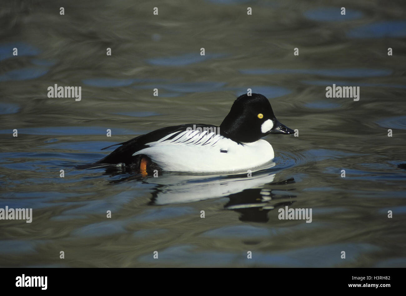 Schellente, Bucephala clangula, maschio, anteprima, acqua, uccelli, uccelli e animali selvatici, animale selvatico, uccelli di passaggio, il passaggio di uccelli, oca, uccelli Anseriformes, anatids, anatidi, mare anatre, Mergini, piccoli uomini, Manly, comune Goldeneye, nuotare, acque, esterno Foto Stock