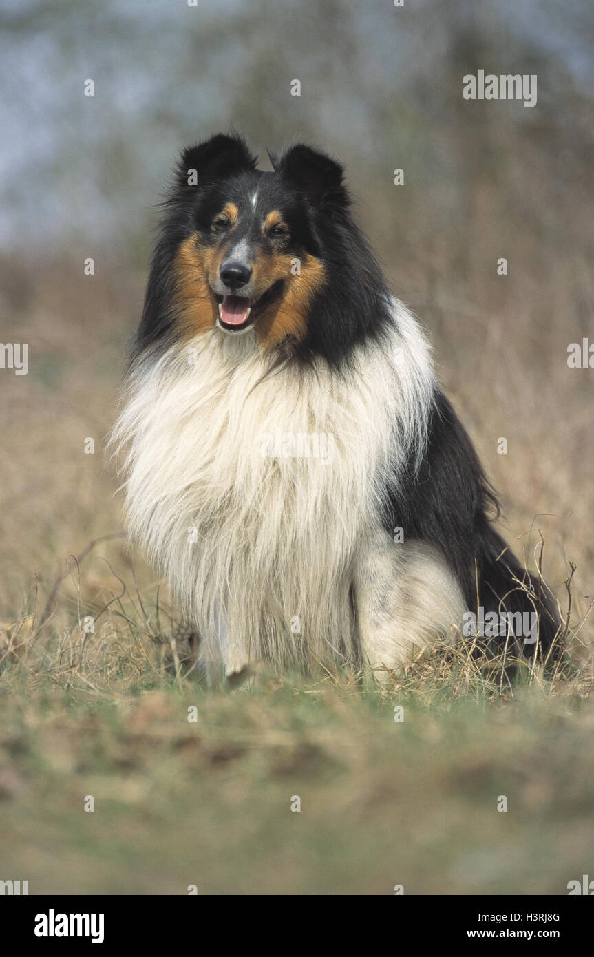 Di dai lunghi capelli collie, sedersi, prato, animale, animali mammiferi, mammifero, animali domestici, pet, cani cane, Canidae, cani pedigree, cane di razza, la razza, rough collie, Scottish collie, collie, pastore cani, cani da accompagnamento, utilizzare i cani al di fuori Foto Stock