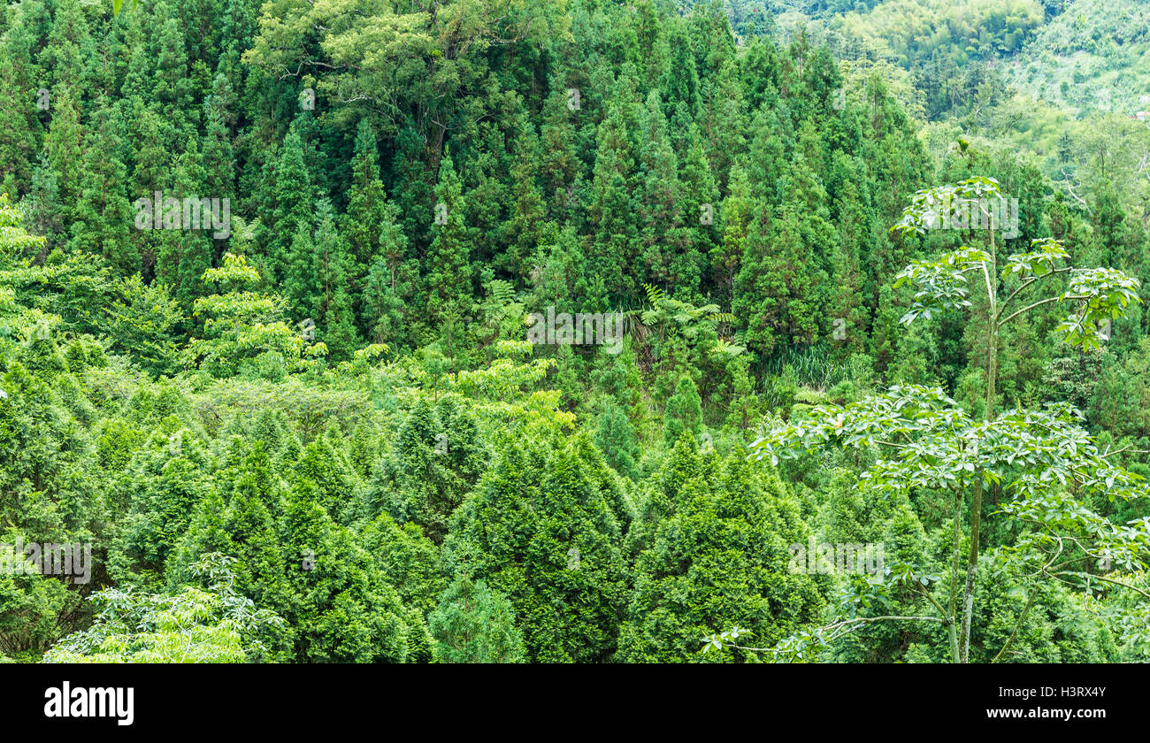 Bosco in montagna Foto Stock
