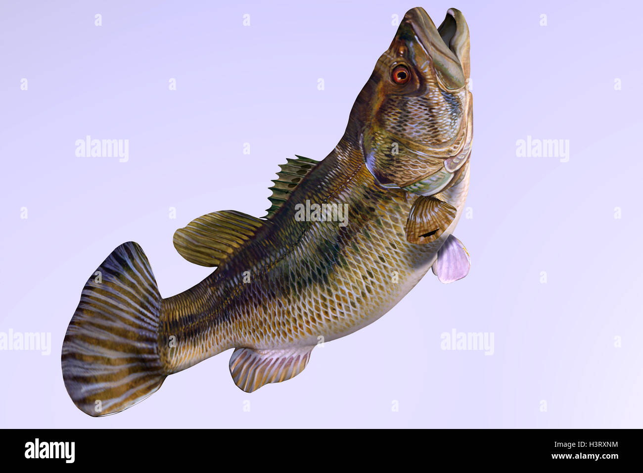 Largemouth Bass Profilo laterale Foto Stock
