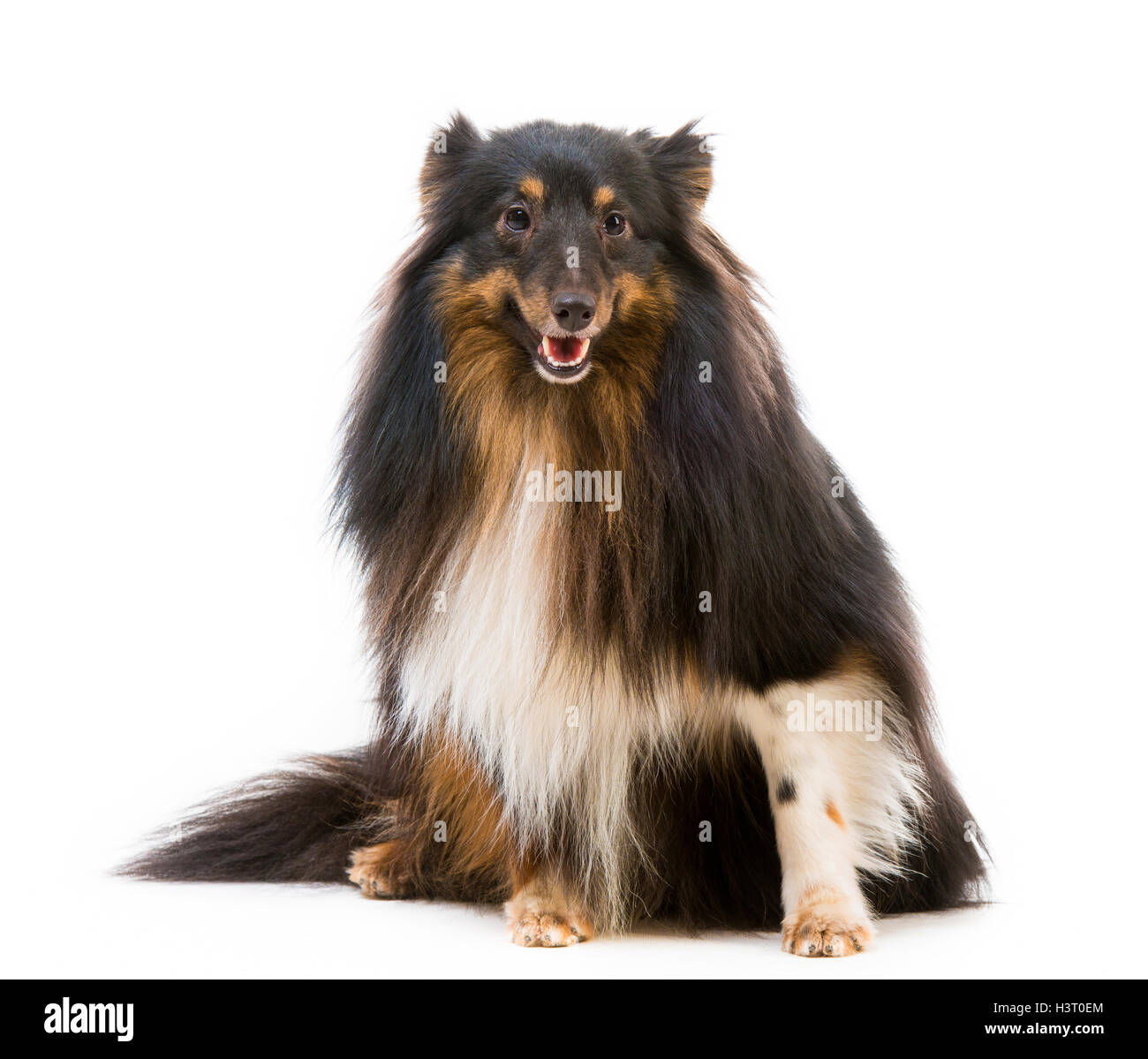 Sheltie cane di razza Foto Stock