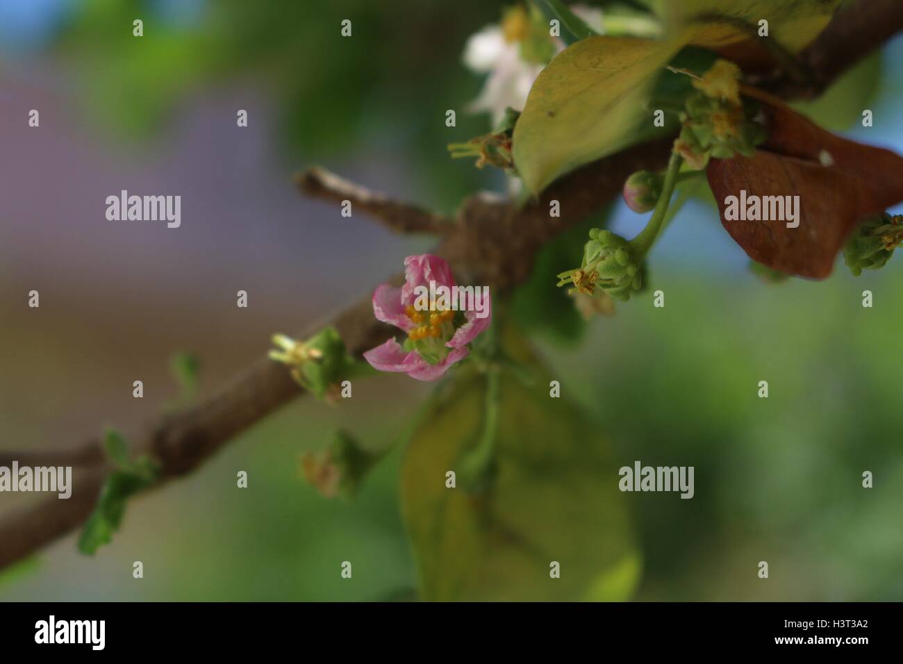 Un fiore rosa di Barbados cherry (Malpighia emarginata), noto come 'acerola', un tropicali frutta sani Foto Stock